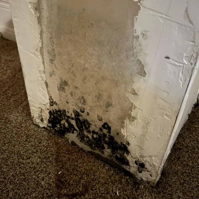 Professional Mold Removal in Pilot Mountain, NC